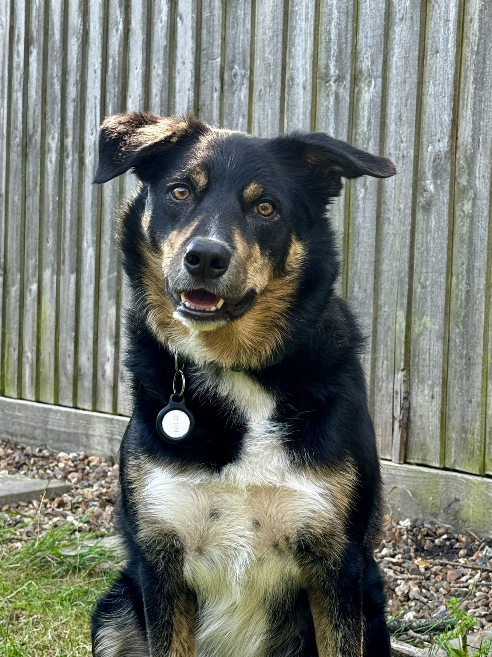 A Tri Border Collie